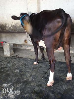 Beautiful cow khiri. hai abhi