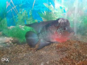 Black And Pink Flowerhorn Fish