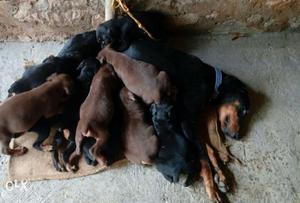 Black And Tan Doberman Pinscher Puppies with kci paper