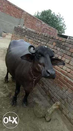 Black Cow In Mandi Govindgarh