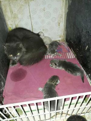 Black Long Coated Cat And Kittens