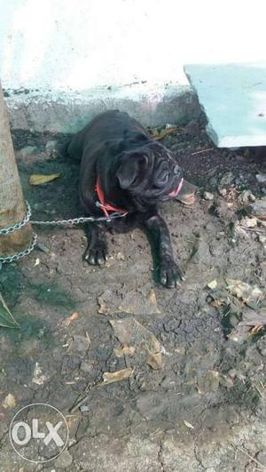 Black Pug In Dhamnod Dhar District
