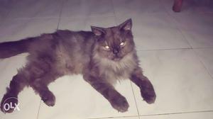 Black and greyish Persian cat