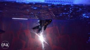 Black moor fish