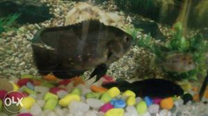 Black oscor fish