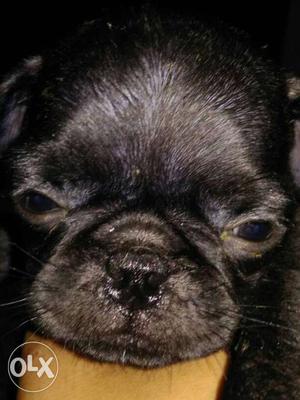 Black pug puppy only two left.