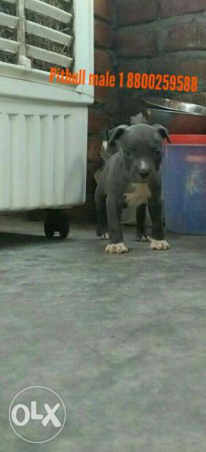 Blue And White American Pit Bull Terrier Puppy male 