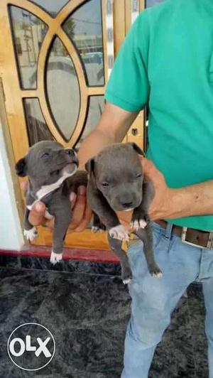 Blue-and-white American Bully Puppies nine