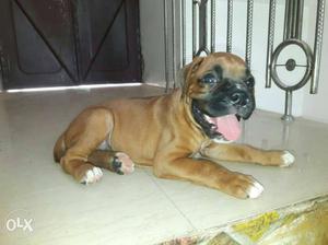 Boxer male superb quality male.. on low price..