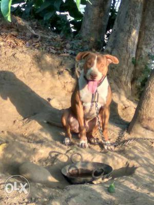 Brown And White American Pit Bull Terrie