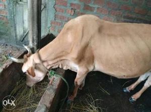 Brown Cow In Gohpur
