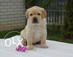 Champion pedigree Vet certificate female puppy
