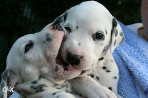 Cute and healthy Dalmatian pups for sale