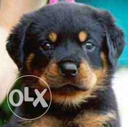 D Rottweiler *Cute* dog  rs. starting B