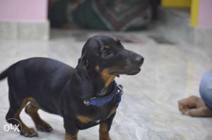 Dach breed dog..5months old..urgent sale