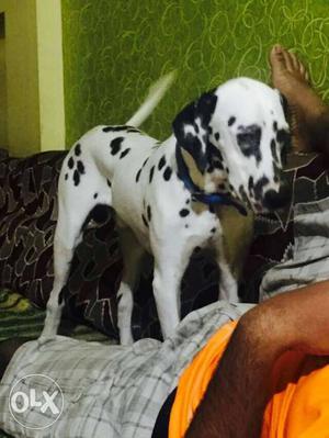 Dalmatian 6 months old. Very active fully vaccinated