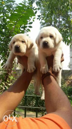 Delhi saket American labrador puppies for sell in delhi