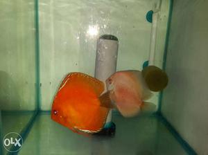 Discus pair with babies