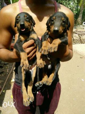 Doberman puppies available top quality breeds