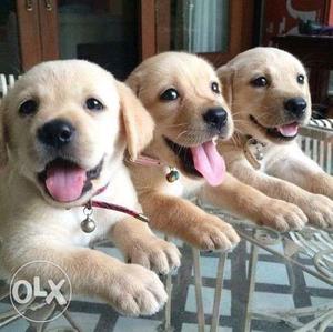 Extraordinary Labrador Retriever Puppy each puppy price