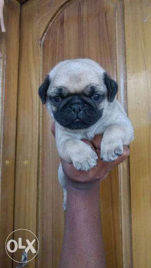 Fawn Pug puppies available pure breed