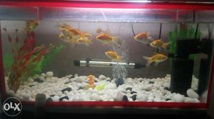 Fish aquarium full set with 10 fishes urgent sale