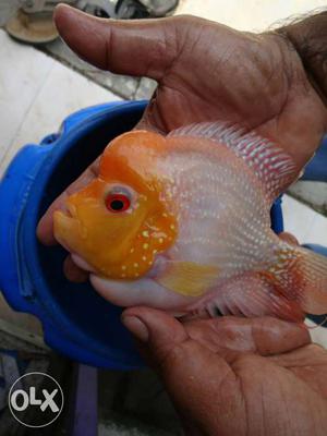 Flowerhorn fish gb