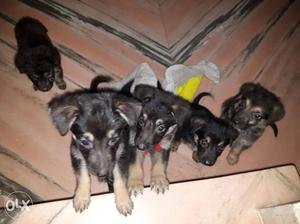 Four Tan-and-black Puppies
