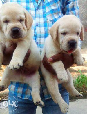 Genuine and cute Labrador retriever female puppy each puppy