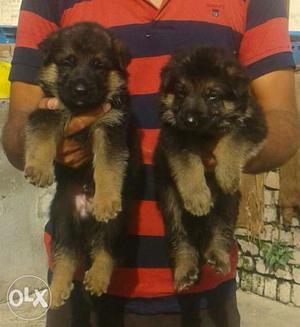 German Shepherd double coat pure breed puppies