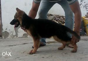 German Shepherd female available for sale,no
