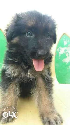 German shepherd puppy available