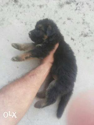German sherpherd male puppy for sale price  fix