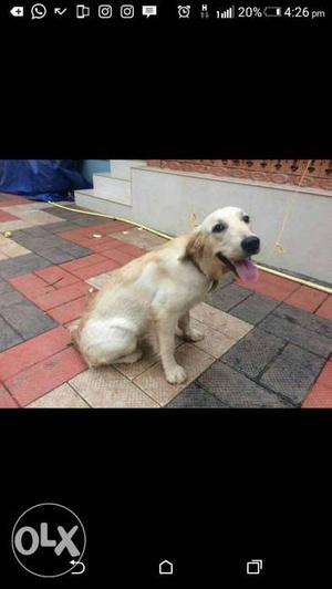 Golden retriever female 7 months old for sale no