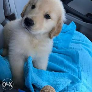Golden retriever puppies available, show quality