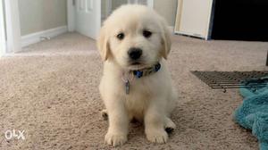Good quality golden retriever puppy available