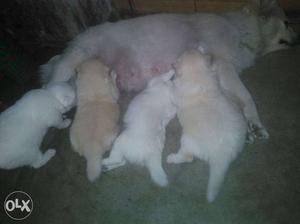 Good quality spenial puppies only 25days old...