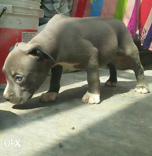 Grey And White American Pit Bull Terrier Puppy female 