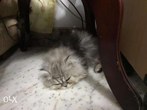 Grey Long Coated Cat