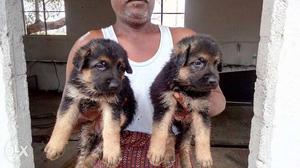 Gsd puppies working lines