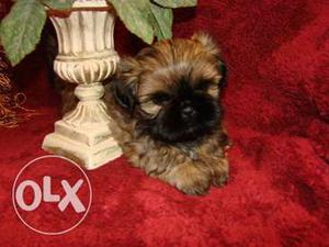 Healthy beautiful Lhasa apso puppy available