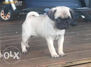 Healthy pug female puppy for sel