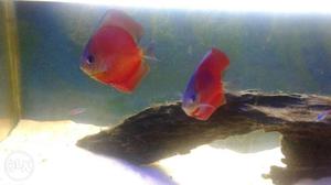High quality imported red rose discus
