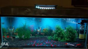 Hurry!! Sale 4ft aquarium.. 6months old.. very