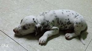 I want sell my dalmation dogs