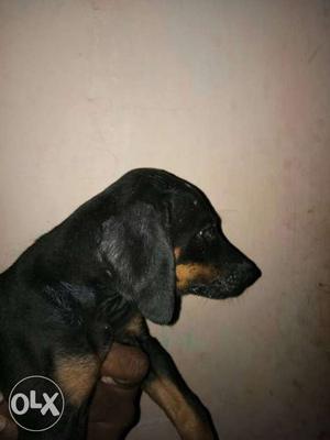 I want to sell 3 set of female doberman 2 month