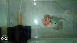 Imported exotic magma flowerhorn. 4 inches.