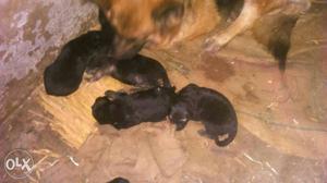 Jerman puppy for sell 100% pure quality have nd