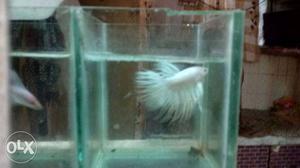 King crown Betta fish milky white color