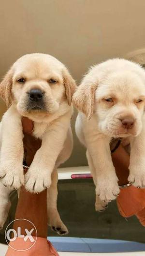 Lab Show quality puppies available Pure breed